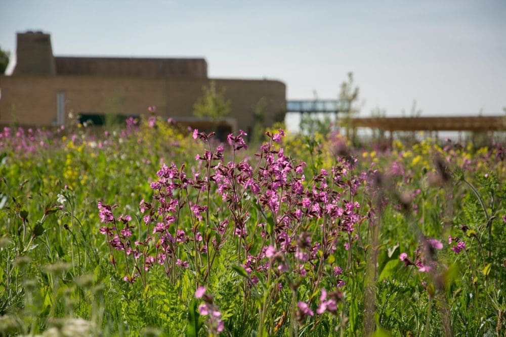 Havant crematorium’s wildlife initiative hailed a success