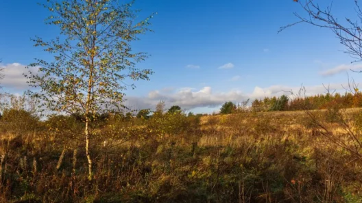 Kinghorn organisation to open Fife’s first natural burial ground