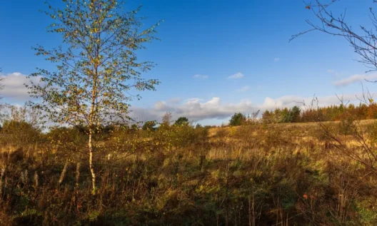 Kinghorn organisation to open Fife’s first natural burial ground