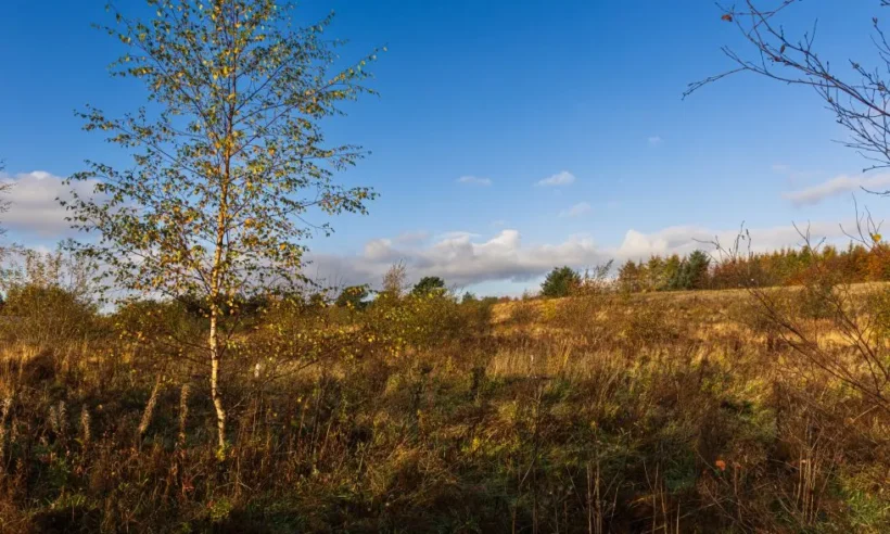 Kinghorn organisation to open Fife’s first natural burial ground