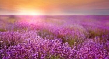 Honouring loved ones with the Stroke Association’s Strength in Bloom virtual garden