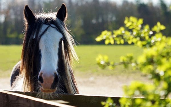 Redwings: Will you remember the horses at Redwings Horse Sanctuary?