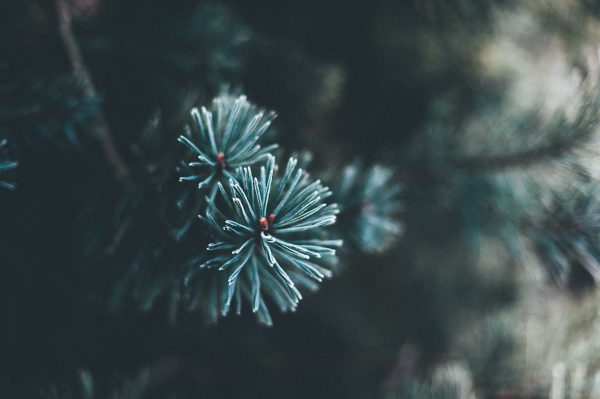 Death at Christmas